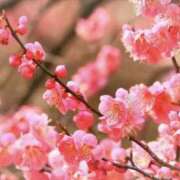 ヒメ日記 2025/01/13 11:17 投稿 海音【あまね】 丸妻 西船橋店