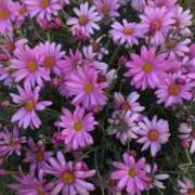 ヒメ日記 2025/02/19 20:19 投稿 海音【あまね】 丸妻 西船橋店