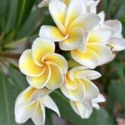 ヒメ日記 2025/04/30 10:11 投稿 海音【あまね】 丸妻 西船橋店