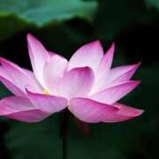 ヒメ日記 2025/08/07 14:00 投稿 海音【あまね】 丸妻 西船橋店