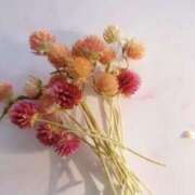 ヒメ日記 2025/08/27 11:57 投稿 海音【あまね】 丸妻 西船橋店