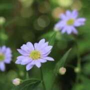 ヒメ日記 2025/09/02 12:37 投稿 海音【あまね】 丸妻 西船橋店