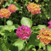 ヒメ日記 2025/09/07 04:43 投稿 海音【あまね】 丸妻 西船橋店