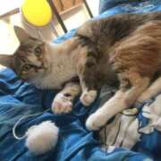 ヒメ日記 2025/09/17 15:13 投稿 海音【あまね】 丸妻 西船橋店