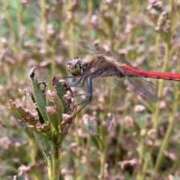 ヒメ日記 2025/09/22 14:28 投稿 海音【あまね】 丸妻 西船橋店