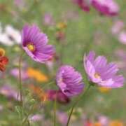 ヒメ日記 2025/09/26 09:10 投稿 海音【あまね】 丸妻 西船橋店