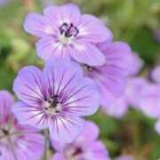 ヒメ日記 2025/10/03 16:31 投稿 海音【あまね】 丸妻 西船橋店