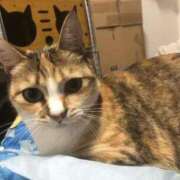 ヒメ日記 2025/10/08 06:10 投稿 海音【あまね】 丸妻 西船橋店