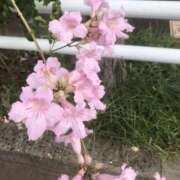 ヒメ日記 2025/10/13 09:27 投稿 海音【あまね】 丸妻 西船橋店