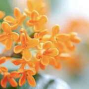 ヒメ日記 2025/10/21 17:50 投稿 海音【あまね】 丸妻 西船橋店