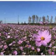 ヒメ日記 2025/11/02 23:30 投稿 海音【あまね】 丸妻 西船橋店