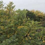 ヒメ日記 2025/11/13 11:03 投稿 海音【あまね】 丸妻 西船橋店