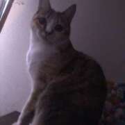 ヒメ日記 2025/11/15 06:07 投稿 海音【あまね】 丸妻 西船橋店