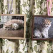 ヒメ日記 2025/11/23 06:52 投稿 海音【あまね】 丸妻 西船橋店