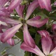 ヒメ日記 2025/11/24 09:03 投稿 海音【あまね】 丸妻 西船橋店