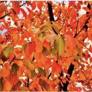 ヒメ日記 2025/11/29 07:27 投稿 海音【あまね】 丸妻 西船橋店