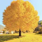 ヒメ日記 2025/12/02 13:48 投稿 海音【あまね】 丸妻 西船橋店