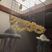 ヒメ日記 2026/01/09 12:09 投稿 海音【あまね】 丸妻 西船橋店