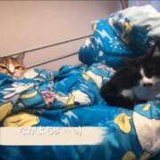 ヒメ日記 2026/01/10 17:47 投稿 海音【あまね】 丸妻 西船橋店