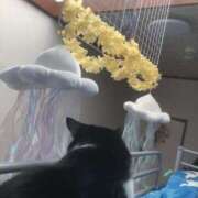 ヒメ日記 2026/01/13 14:43 投稿 海音【あまね】 丸妻 西船橋店