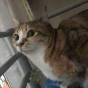 ヒメ日記 2026/01/15 06:48 投稿 海音【あまね】 丸妻 西船橋店