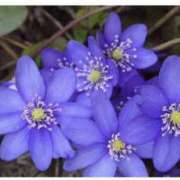 ヒメ日記 2026/01/22 23:58 投稿 海音【あまね】 丸妻 西船橋店