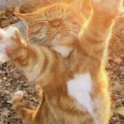 ヒメ日記 2026/01/29 07:54 投稿 海音【あまね】 丸妻 西船橋店