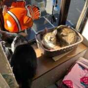 ヒメ日記 2026/02/06 10:35 投稿 海音【あまね】 丸妻 西船橋店