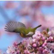 ヒメ日記 2026/02/28 09:28 投稿 海音【あまね】 丸妻 西船橋店