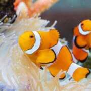 ヒメ日記 2026/03/20 19:19 投稿 海音【あまね】 丸妻 西船橋店