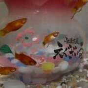 ヒメ日記 2026/03/21 16:48 投稿 海音【あまね】 丸妻 西船橋店