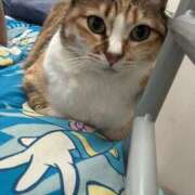 ヒメ日記 2026/03/29 08:13 投稿 海音【あまね】 丸妻 西船橋店