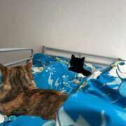 ヒメ日記 2026/04/03 06:48 投稿 海音【あまね】 丸妻 西船橋店