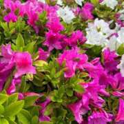 ヒメ日記 2026/04/15 11:27 投稿 海音【あまね】 丸妻 西船橋店