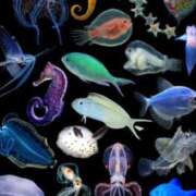 ヒメ日記 2026/04/15 17:46 投稿 海音【あまね】 丸妻 西船橋店