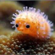 海音【あまね】 あ〜あちち… 丸妻 西船橋店