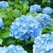 ヒメ日記 2026/06/12 08:49 投稿 海音【あまね】 丸妻 西船橋店