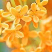 ヒメ日記 2026/09/26 05:59 投稿 海音【あまね】 丸妻 西船橋店