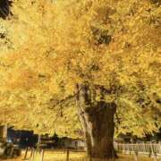 ヒメ日記 2025/11/19 18:00 投稿 あかり ちゃんこ東大阪 布施・長田店