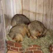 ヒメ日記 2026/01/29 21:33 投稿 ゆきな 府中ダービー