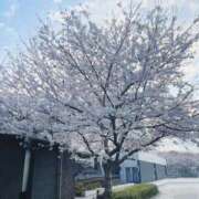 ヒメ日記 2025/04/12 13:36 投稿 金子 ミセスの手ほどき