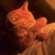 ヒメ日記 2024/12/28 19:28 投稿 ひなの 成田富里インターちゃんこ