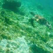 ヒメ日記 2025/05/02 15:58 投稿 ひなの 成田富里インターちゃんこ