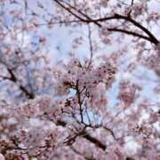 ヒメ日記 2026/04/04 00:04 投稿 美神 LA BELLA（ラベーラ）