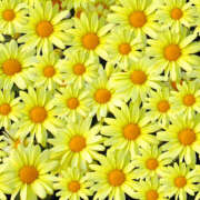 ヒメ日記 2025/09/21 12:02 投稿 とも 和風パブ大江戸