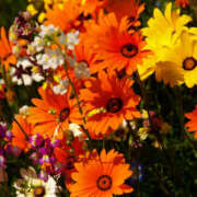 ヒメ日記 2025/10/03 15:27 投稿 とも 和風パブ大江戸