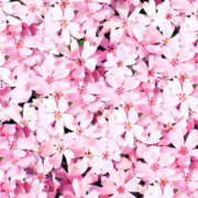 ヒメ日記 2025/10/05 10:44 投稿 とも 和風パブ大江戸