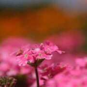 とも お礼&出勤 和風パブ大江戸