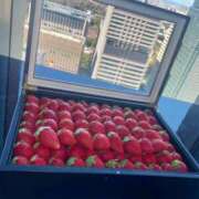 ヒメ日記 2026/01/15 12:18 投稿 姫香/Himeka ジュリエット