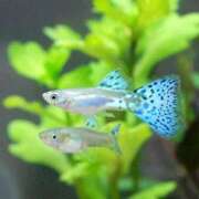 ヒメ日記 2025/11/20 21:50 投稿 香織(かおり) カサブランカ岡山店（カサブランカグループ）